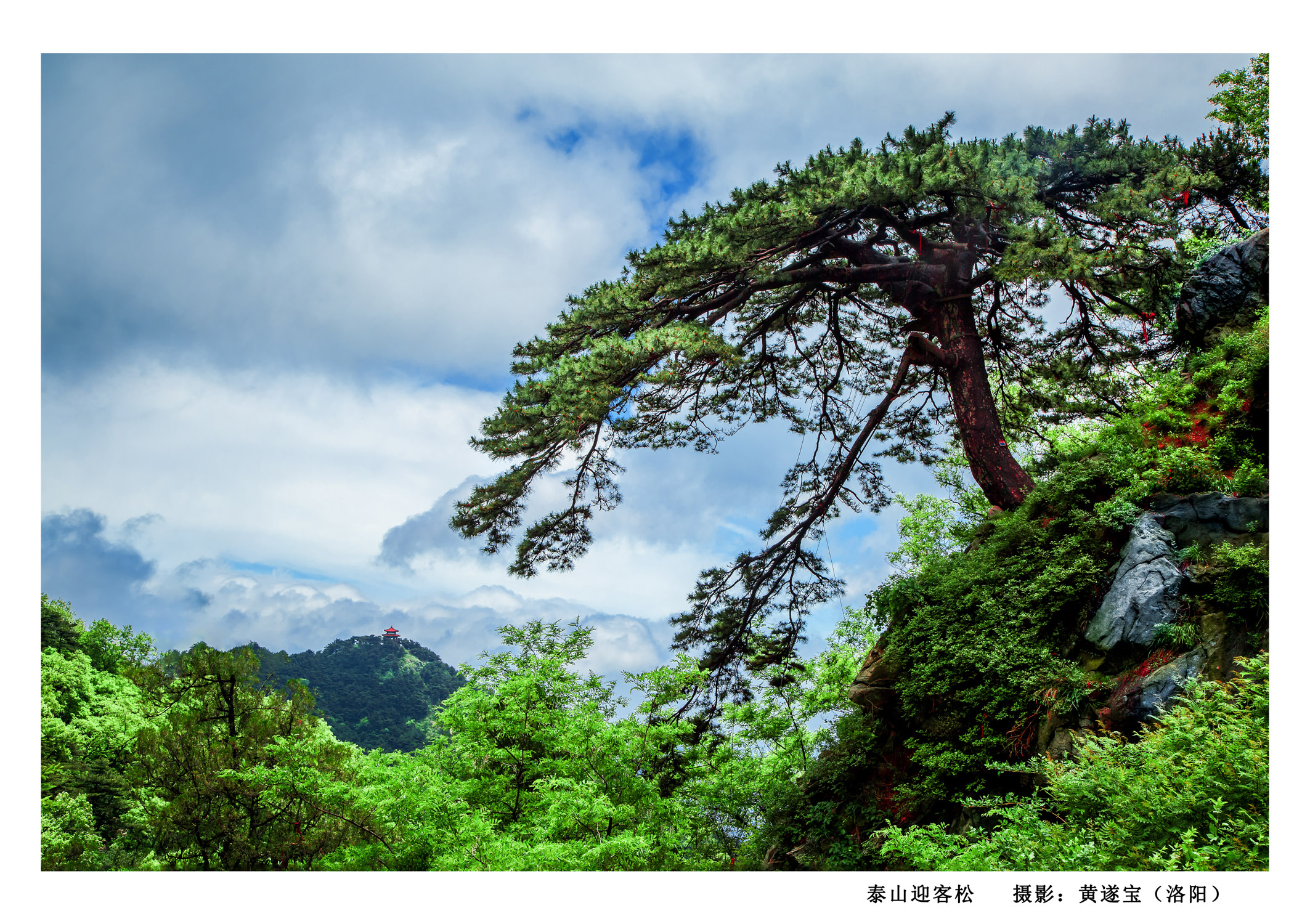 泰山迎客松